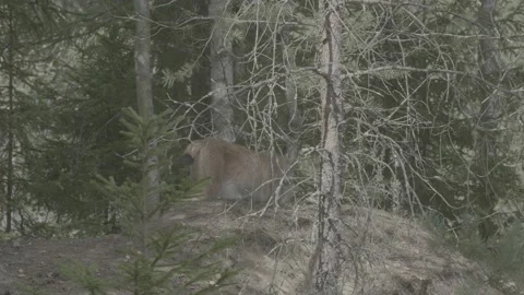 Lynx (Lynx lynx) Stock Footage 163547111