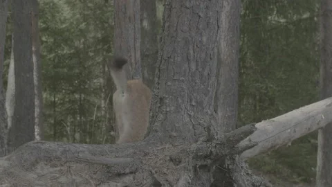 Lynx (Lynx lynx) Stock Footage 163547146