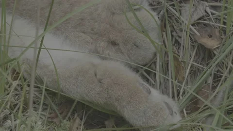 Lynx (Lynx lynx) Stock Footage 163547157
