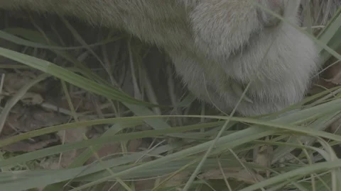 Lynx (Lynx lynx) Stock Footage 163547188