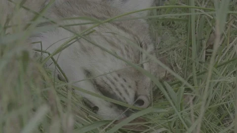 Lynx (Lynx lynx) Stock Footage 163547271