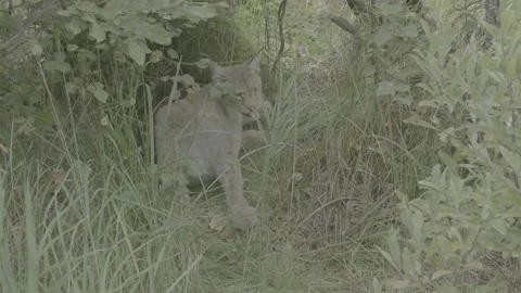 Lynx (Lynx lynx) Stock Footage 163547301
