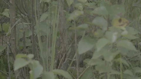 Lynx (Lynx lynx) Stock Footage 163547361