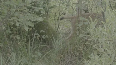 Lynx (Lynx lynx) Stock Footage 163547381