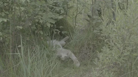 Lynx (Lynx lynx) Stock Footage 163547404