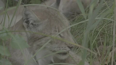 Lynx (Lynx lynx) Video stock 163547409