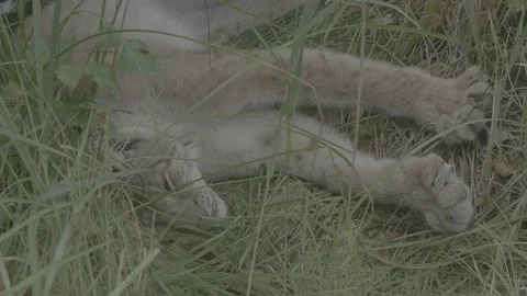 Lynx (Lynx lynx) Stock-Footage 163547506