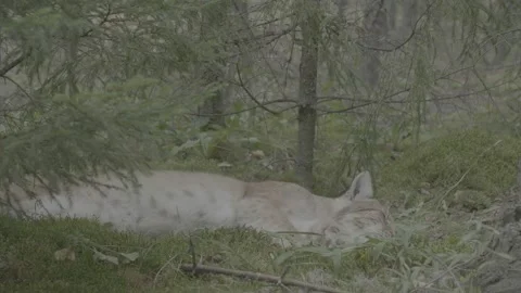 Lynx (Lynx lynx) Stock Footage 163547551