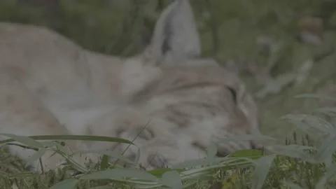Lynx (Lynx lynx) Stock Footage 163547572