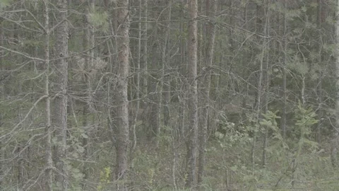Lynx (Lynx lynx) Stock Footage 163547657