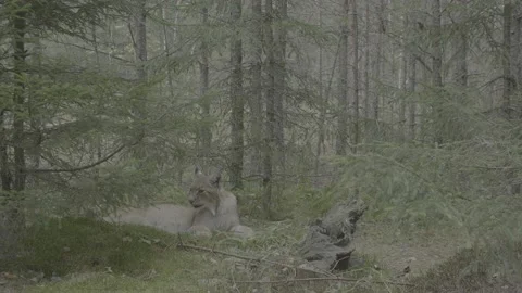 Lynx (Lynx lynx) Stock Footage 163547672