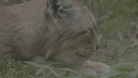 Lynx (Lynx lynx) Stock Footage 163547714