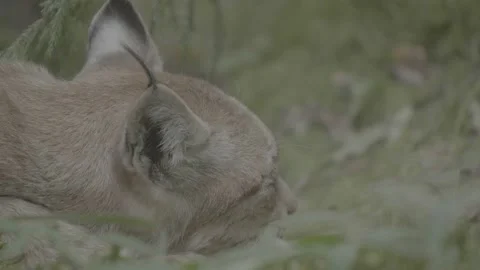 Lynx (Lynx lynx) Stock Footage 163547732