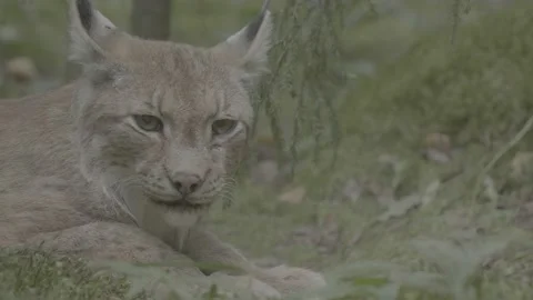 Lynx (Lynx lynx) Stock Footage 163547893