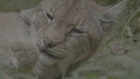 Lynx (Lynx lynx) Stock Footage 163547899