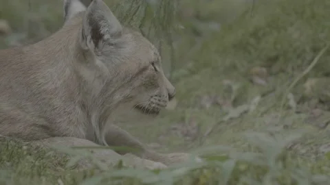 Lynx (Lynx lynx) Stock Footage 163547904
