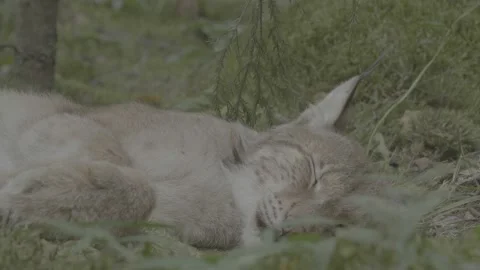 Lynx (Lynx lynx) Stock Footage 163547916