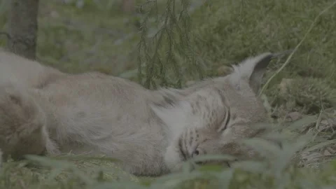 Lynx (Lynx lynx) Stock Footage 163547935