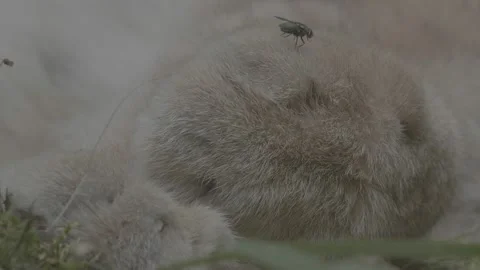 Lynx (Lynx lynx) Stock Footage 163547980