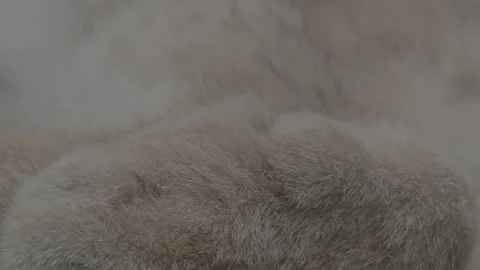 Lynx (Lynx lynx) Stock Footage 163547997