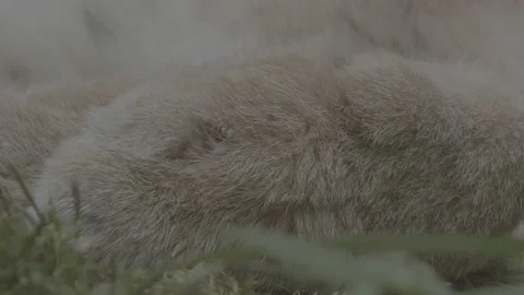 Lynx (Lynx lynx) Stock Footage 163548097