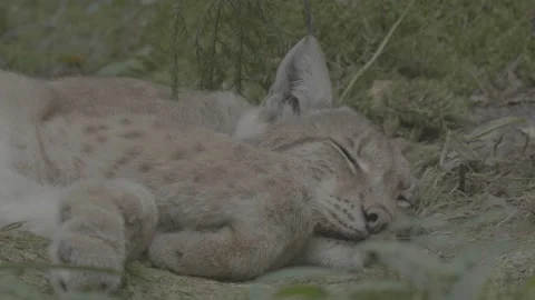 Lynx (Lynx lynx) Stock Footage 163548119