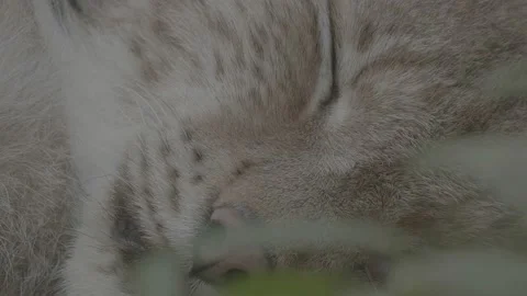 Lynx (Lynx lynx) Stock-Footage 163548174