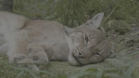 Lynx (Lynx lynx) Stock Footage 163548184