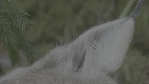 Lynx (Lynx lynx) Stock Footage 163548228