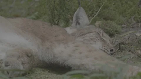 Lynx (Lynx lynx) Video stock 163548242
