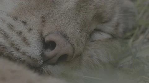 Lynx (Lynx lynx) Stock-Footage 163548283