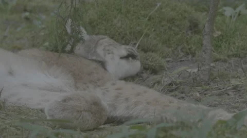 Lynx (Lynx lynx) Stock Footage 163548306