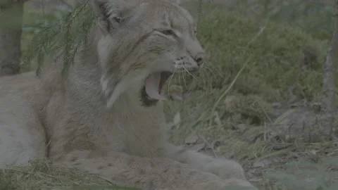 Lynx (Lynx lynx) Stock Footage 163548363