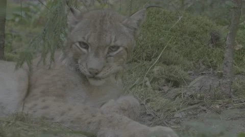 Lynx (Lynx lynx) Stock Footage 163548420