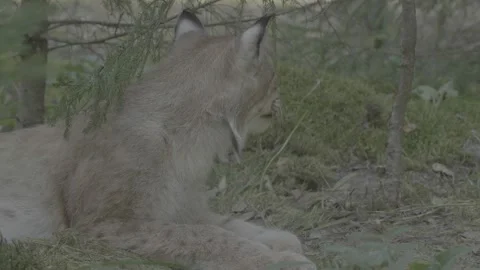 Lynx (Lynx lynx) Stock Footage 163548503