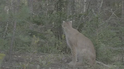 Lynx (Lynx lynx) Stock Footage 163548659