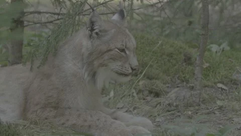 Lynx (Lynx lynx) Stock Footage 163548672