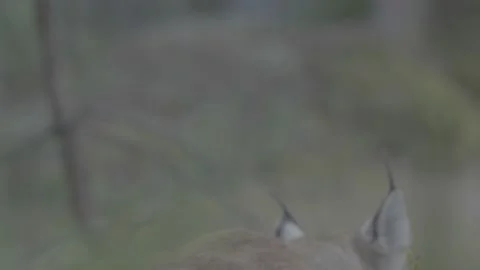 Lynx (Lynx lynx) 스톡 동영상 163548767