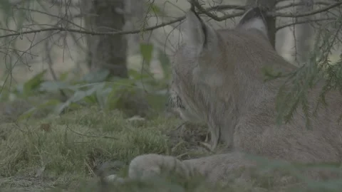 Lynx (Lynx lynx) Stock Footage 163548790