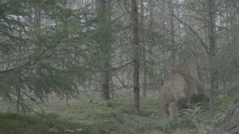 Lynx (Lynx lynx) Stock Footage 163548797