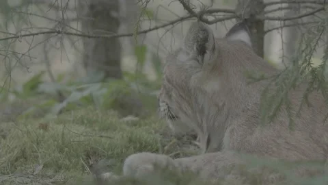 Lynx (Lynx lynx) Stock Footage 163548895