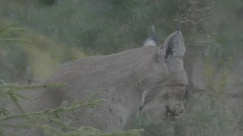 Lynx (Lynx lynx) Video stock 163548930