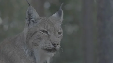 Lynx (Lynx lynx) Stock Footage 163549007