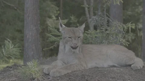 Lynx (Lynx lynx) Stock Footage 163549053