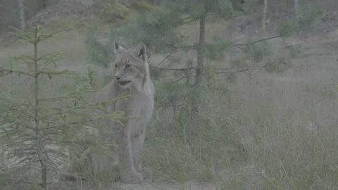 Lynx (Lynx lynx) Stock Footage 163549064