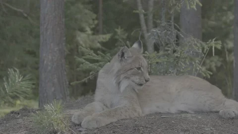 Lynx (Lynx lynx) Stock Footage 163549163