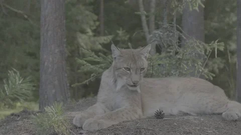 Lynx (Lynx lynx) Stock-Footage 163549238