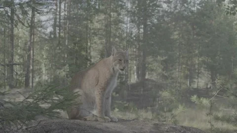 Lynx (Lynx lynx) Stock Footage 163549284