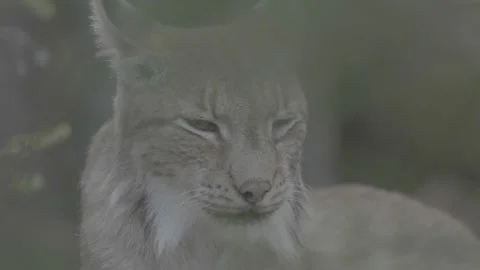 Lynx (Lynx lynx) Stock Footage 163549290