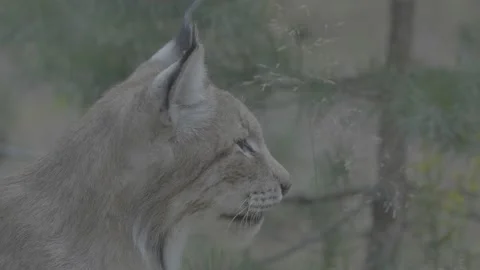 Lynx (Lynx lynx) Stock Footage 163549293